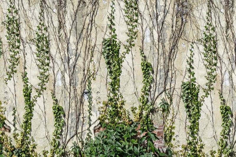 climbing ivy rebel walls  3