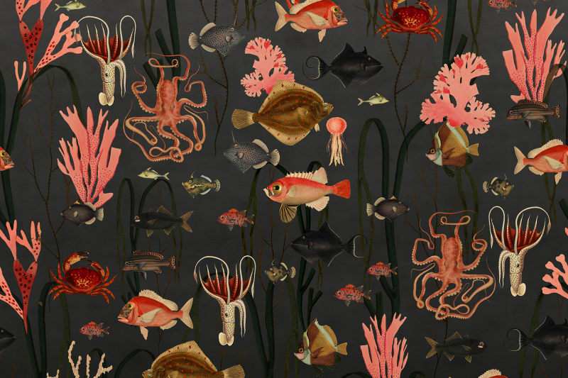 Fototapeta Aquatic Life Shadows Rebel Walls (1)