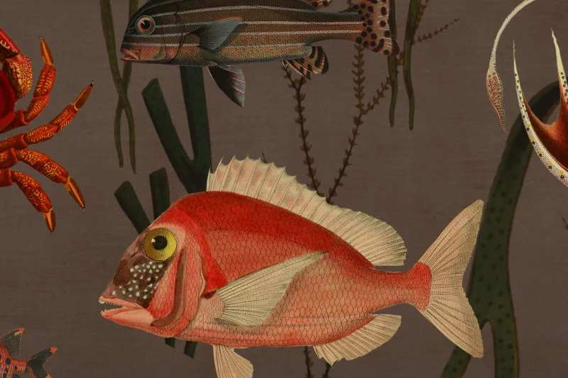 Fototapeta Aquatic Life Coral Rebel Walls (1)