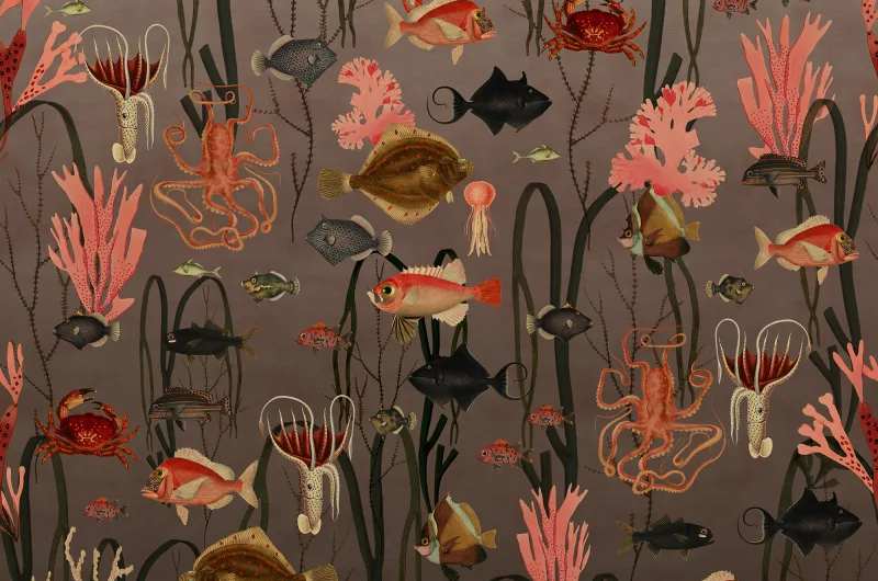 Fototapeta Aquatic Life Coral Rebel Walls (4)