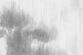 Fototapeta Asian Pines Rebel Walls R16761 4