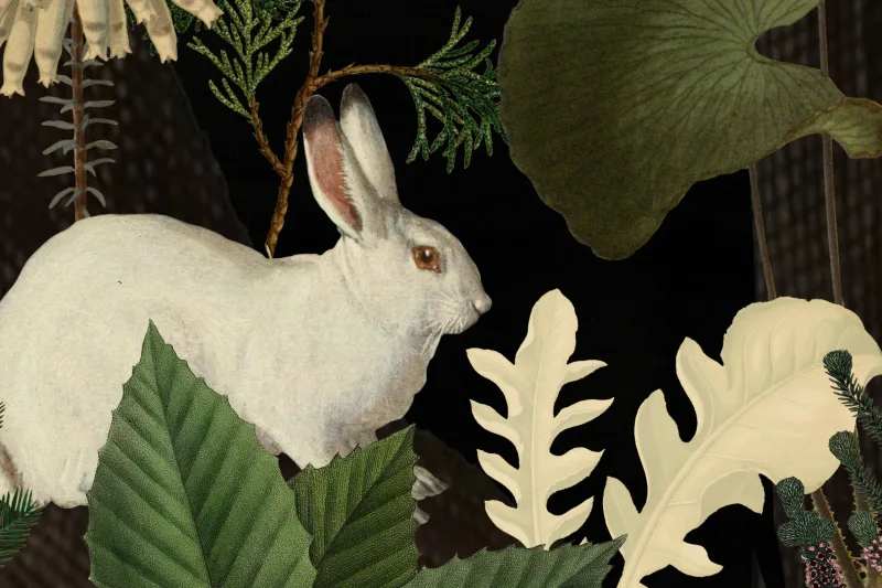 Fototapeta Rabbit Hole Moss Rebel Walls (4)
