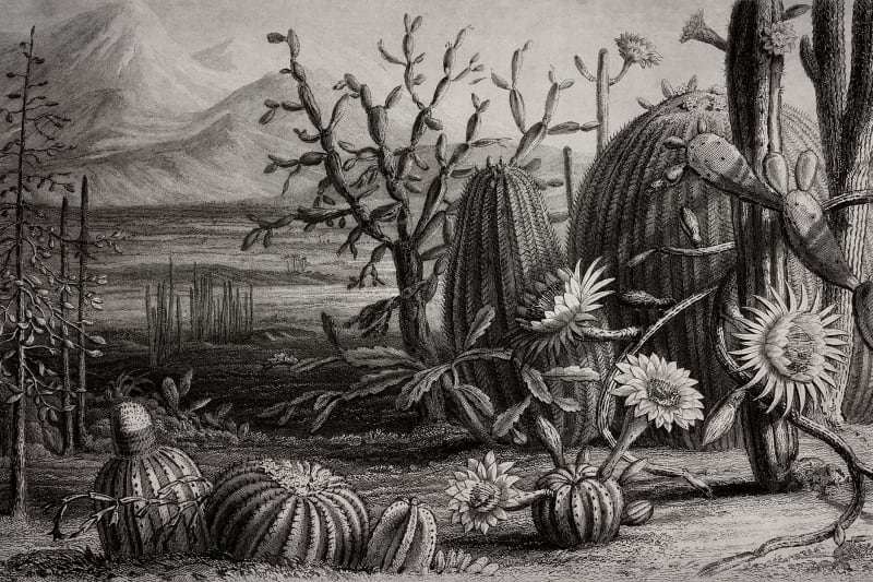 Fototapeta Cactus Garden Rebel Walls (1)