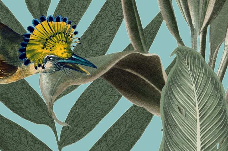 Fototapeta Yellow Bird Rebel Walls (1)