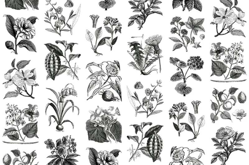 Fototapeta Fruit & Flora Rebel Walls  (1)