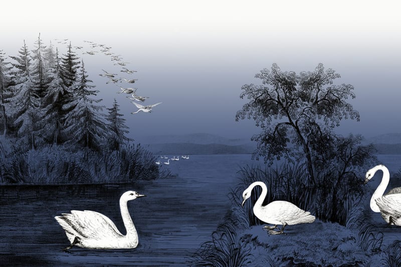 Fototapeta Swan Lake Nightfall Rebel Walls (1)