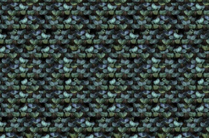 Fototapeta Peacock Plumage Rebel Walls (6)