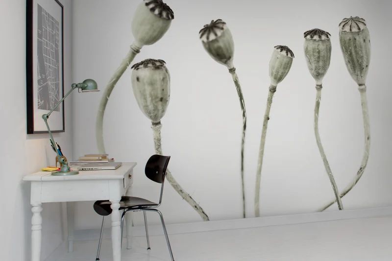Fototapeta Simple Seedpod Rebel Walls (1)