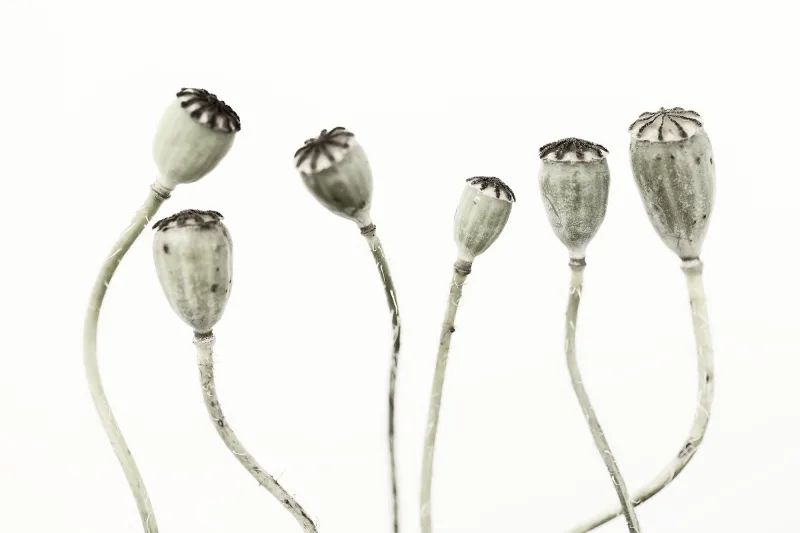 Fototapeta Simple Seedpod Rebel Walls (2)