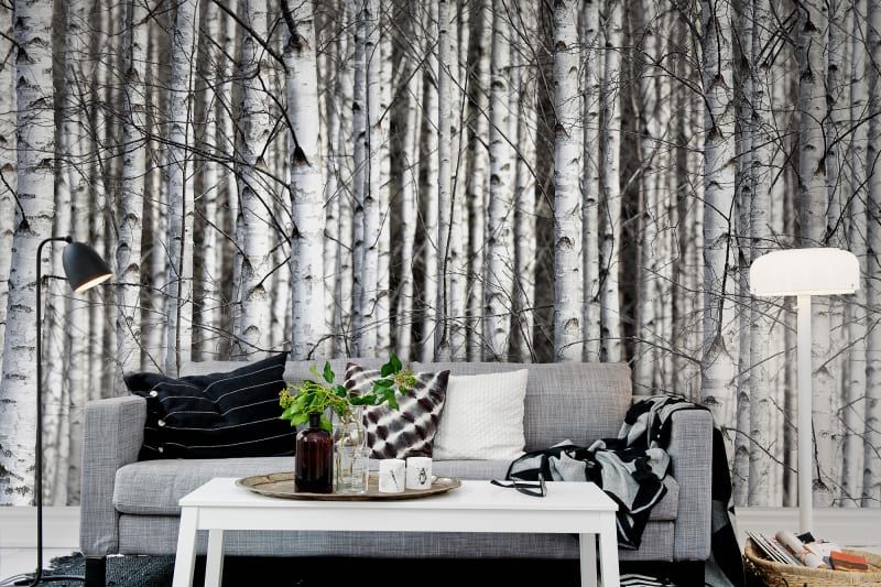 Fototapeta Birch Trunks Rebel Walls (2)