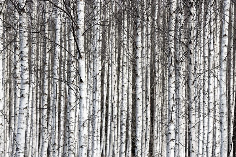 Fototapeta Birch Trunks Rebel Walls (3)