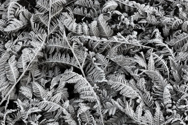 Fototapeta Frost Leaf Rebel Walls (1)