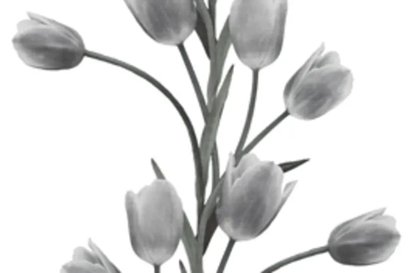 Fototapeta La Vie En Tulipe White Rebel Walls  (3)
