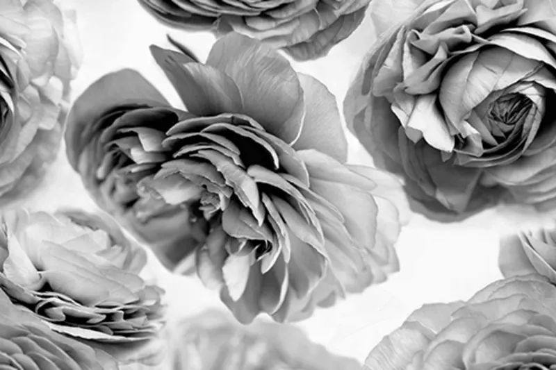 Fototapeta Summer Wind Black and White Rebel Walls (1)