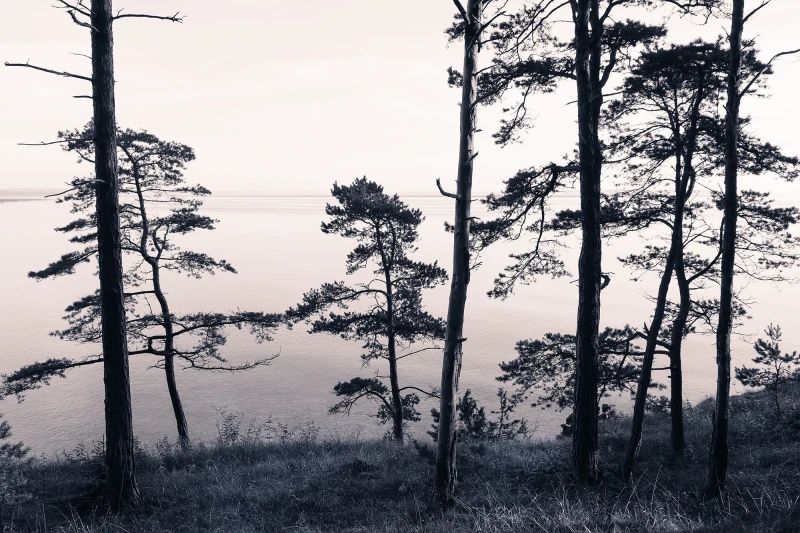 Fototapeta Old Pine Trees Rebel Walls (2)