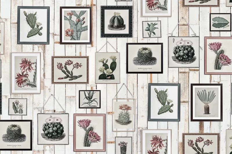 Fototapeta Cactus Wall Art Faded Rebel Walls (3)
