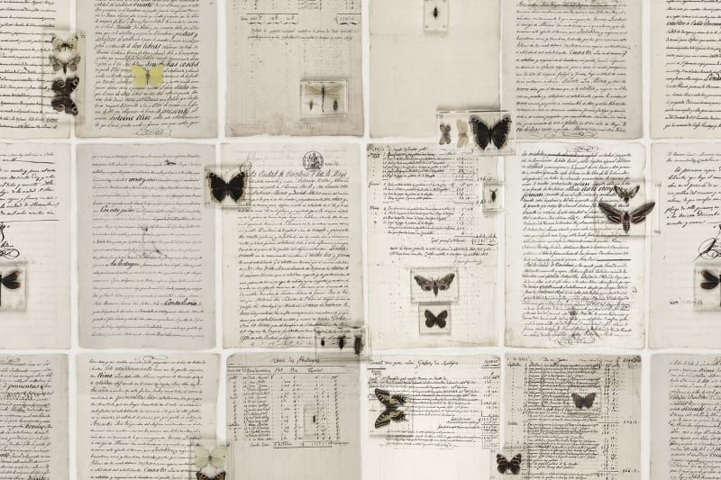 Fototapeta The Butterfly Library Rebel Walls (2)