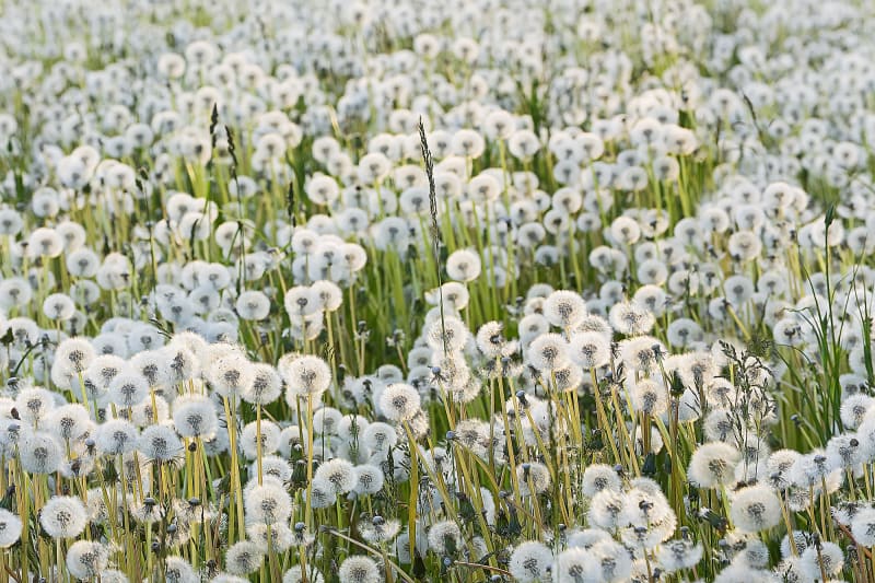 Fototapeta Dandelions Rebel Walls (1)