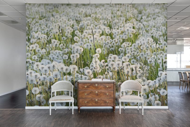 Fototapeta Dandelions Rebel Walls (3)