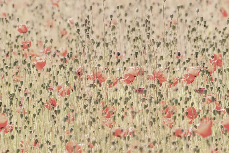 Fototapeta Poppies Rebel Walls (1)