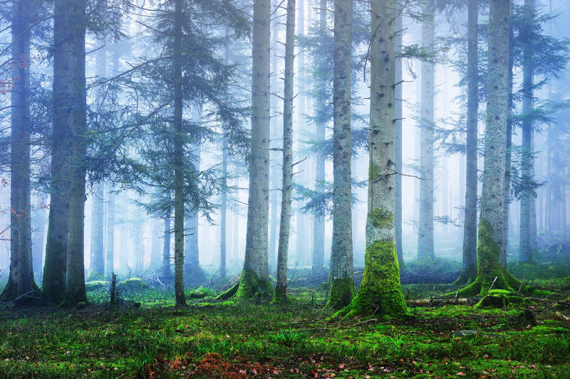 Fototapeta Blue Forest Rebel Walls (2)