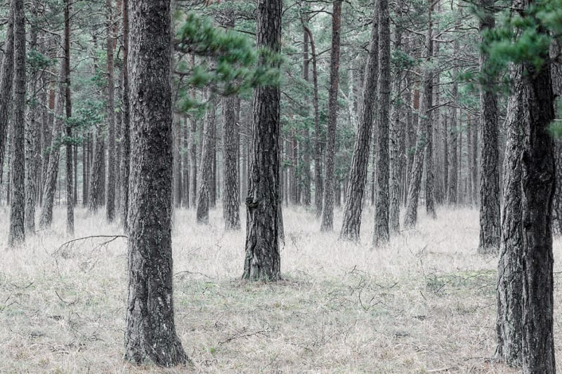 Fototapeta Pine Forest Rebel Walls (3)