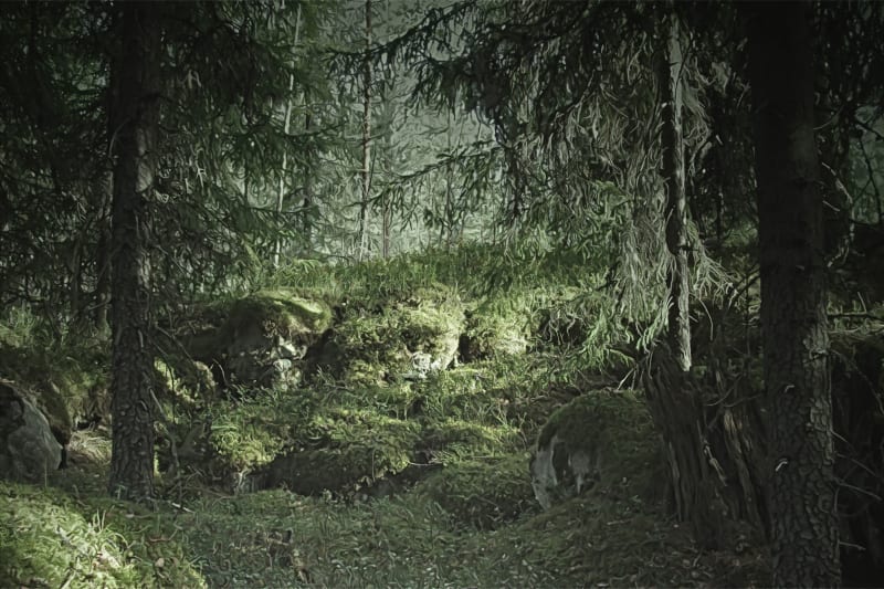 Fototapeta Virgin Forest Rebel Walls (1)