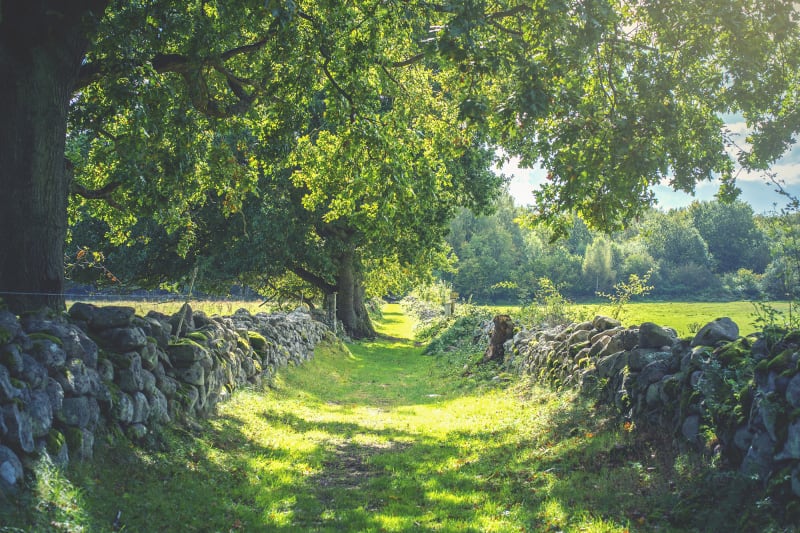 Fototapeta Early Summer Rebel Walls (3)