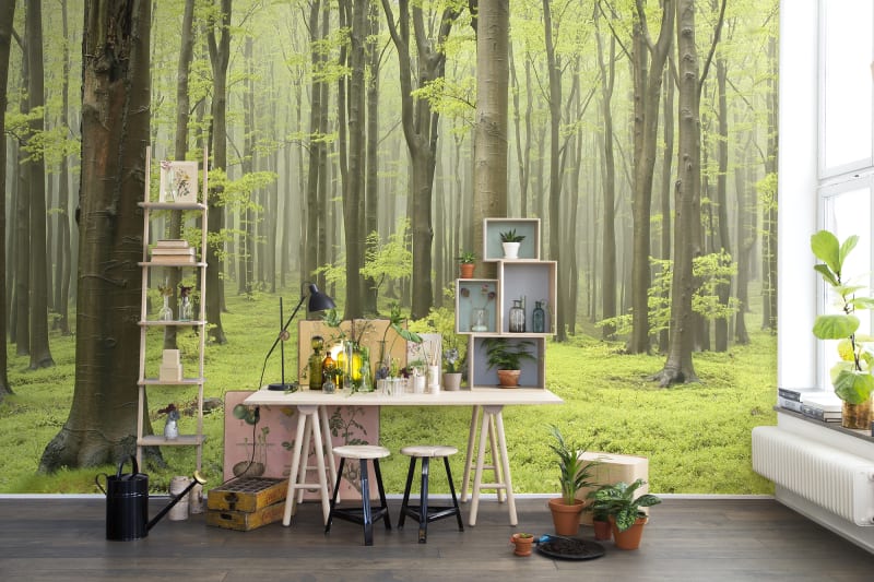 Fototapeta Deciduous Forest Rebel Walls (2)
