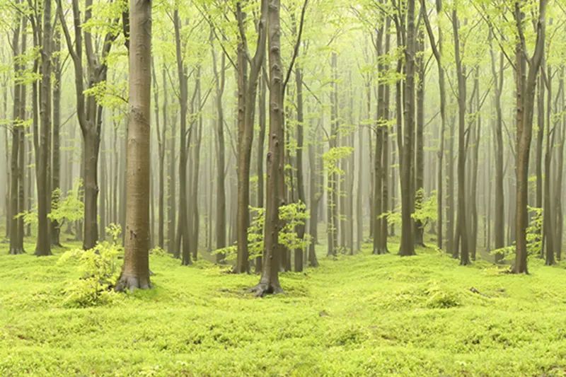 Fototapeta Deciduous Forest Rebel Walls (3)