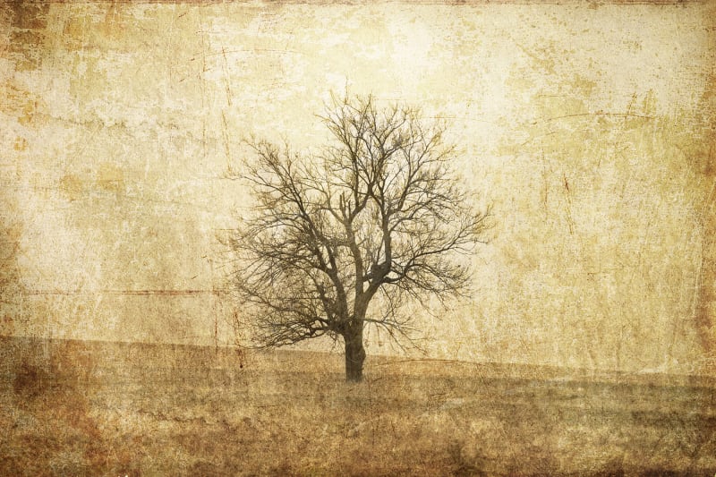 Fototapeta The Lonely Tree Rebel Walls (1)