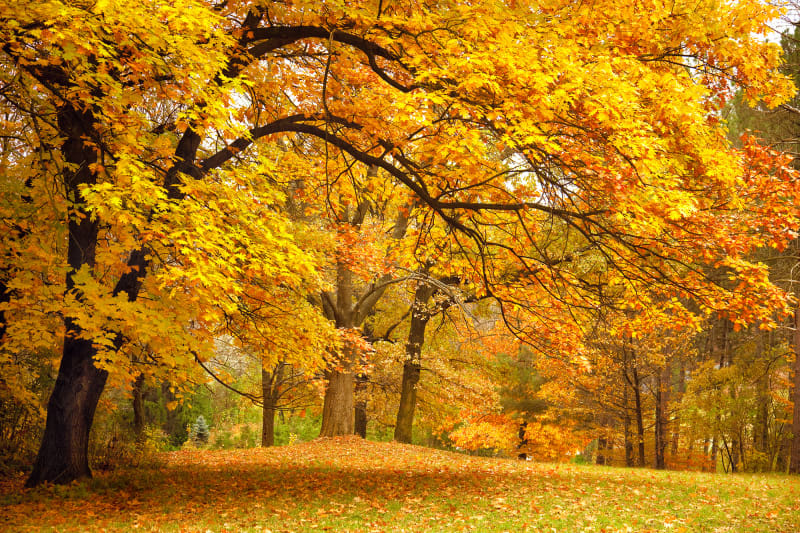 Fototapeta Yellow Leafy Trees Rebel Walls (2)