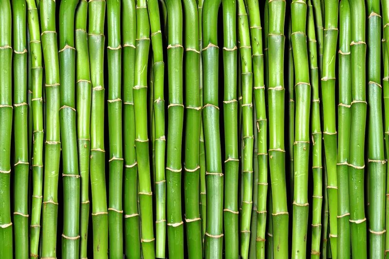 Fototapeta Bamboo Rebel Walls (2)