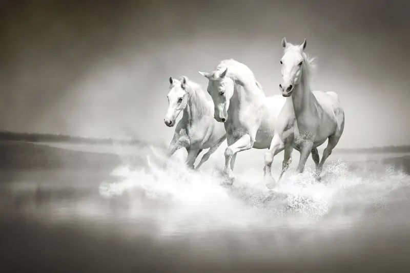 Fototapeta Horses Rebel Walls (2)
