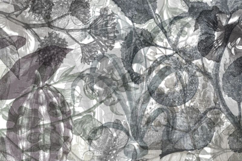 Fototapeta Jelly Belly Plants black & white Rebel Walls (1)