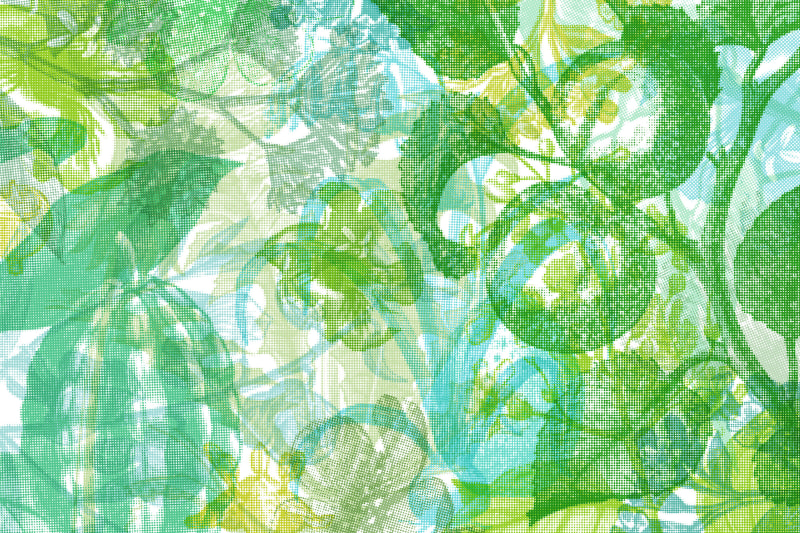 Fototapeta Jelly Belly Plants green Rebel Walls (2)