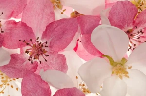 Fototapeta Apple Blossom Rebel Walls R11211