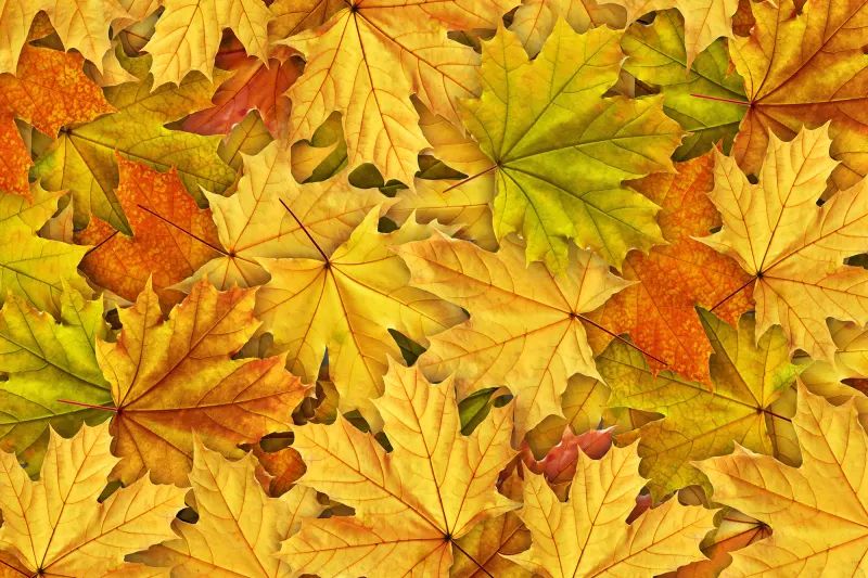 Fototapeta Autumn Leaves Rebel Walls (1)