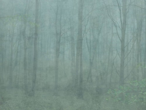 Fototapeta Skog Forest Green Jordnara Sandberg 622-08