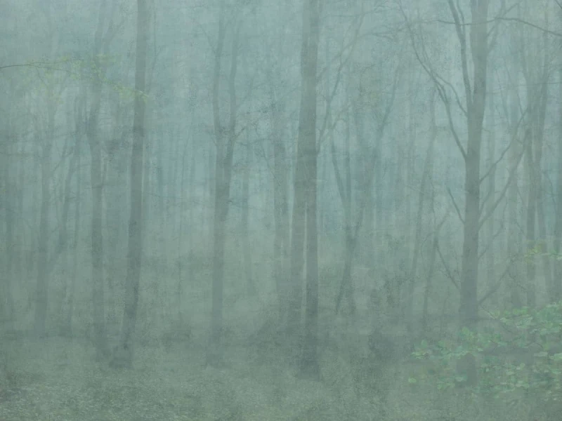 Skog forest Green  (2).jpg