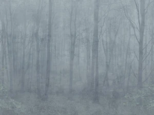 Fototapeta Skog Misty Blue Jordnara Sandberg S10106