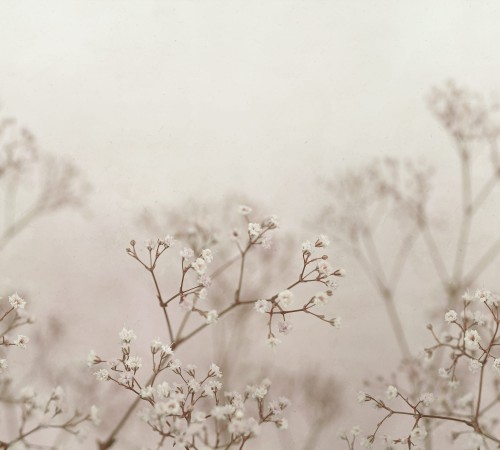 Fototapeta Julia Blush Jordnara Sandberg S10130