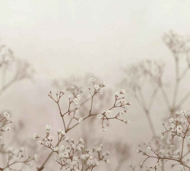 Julia Blush - tapeta w łodyżki kwiatów  (3).jpg