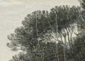 Fototapeta Green Pine Wood Rebel Walls R18839 2